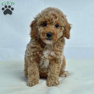 Jan, Miniature Poodle Puppy